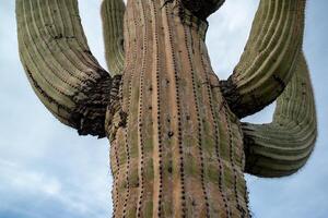 Giant cactus Saguaro cactus Carnegiea gigantea against the background of a cloudy sky, Arizona photo
