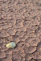 Cracked red clay and white salt on the surface in a dried riverbed in the desert of New Mexico, USA photo