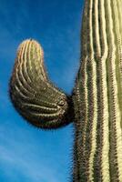 Three Giant Saguaros Carnegiea gigantea. Organ Pipe Cactus National Monument, Arizona photo