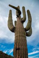 Giant cactus Saguaro cactus Carnegiea gigantea against the background of a cloudy sky, Arizona photo