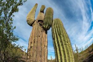 Landscape of a stone desert, photo of a cactus with a Fish Eye lens, Giant cactus Saguaro cactus Carnegiea gigantea, Arizona