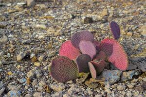 Golden prickly pear Opuntia aurea, opuntia basilaris var. aurea. Arizona cacti photo
