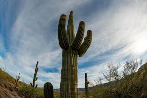 Landscape of a stone desert, photo of a cactus with a Fish Eye lens, Giant cactus Saguaro cactus Carnegiea gigantea, Arizona