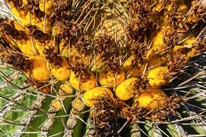 Ferocactus wislizeni Yellow fruits with cactus seeds in Arizona barrel cactus, fishhook barrel, candy barrel, compass barrel photo
