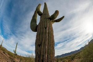 Landscape of a stone desert, photo of a cactus with a Fish Eye lens, Giant cactus Saguaro cactus Carnegiea gigantea, Arizona
