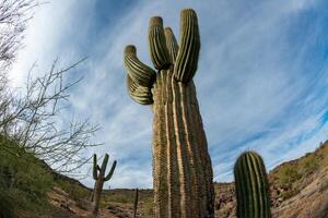 Landscape of a stone desert, photo of a cactus with a Fish Eye lens, Giant cactus Saguaro cactus Carnegiea gigantea, Arizona