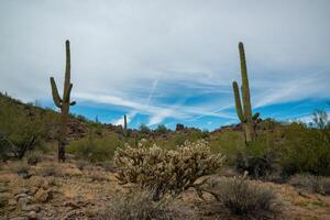 Giant cactus Saguaro cactus Carnegiea gigantea against the background of a cloudy sky photo