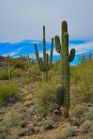 Giant cactus Saguaro cactus Carnegiea gigantea against the background of a cloudy sky, Arizona USA photo