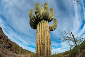 Landscape of a stone desert, photo of a cactus with a Fish Eye lens, Giant cactus Saguaro cactus Carnegiea gigantea, Arizona