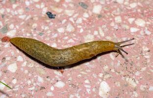 Limacus flavus - crawling yellow slug in the garden photo