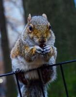 Squirrel on the fence, Gray Squirrel Sciurus carolinensis is eating a nut in the park, Wild animals, Manhattan photo