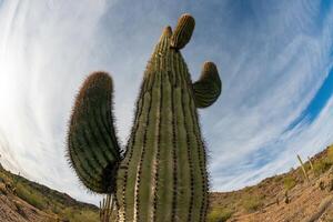 Landscape of a stone desert, photo of a cactus with a Fish Eye lens, Giant cactus Saguaro cactus Carnegiea gigantea, Arizona