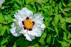 White flower of a tree -like peony hassle in the spring photo