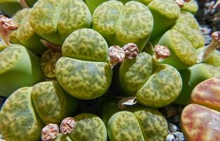 Mesembs Lithops bromfieldii v. insularis 'Sulphurea' South African plant from Namibia photo
