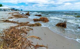 Consequences of the Accident at the Kakhovka power plant, pollution of the beaches of Odessa with garbage and plant remains brought by water photo