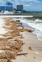 Consequences of the Accident at the Kakhovka power plant, pollution of the beaches of Odessa with garbage and plant remains brought by water photo