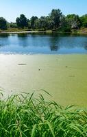 Aquatic plants floating on the surface of the water Pistia stratiotes among duckweed and Wolffia photo