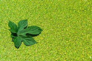 Floating leaf in a pond overgrown with floating duckweed and Wolffia plants photo