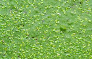 Spotless watermeal, rootless duckweed Wolffia arrhiza and duckweed Lemna turionifera in a stagnant freshwater pond photo
