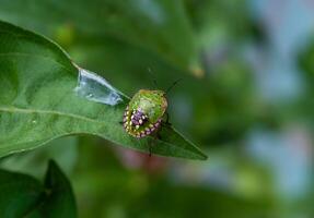Green vegetable bug Nezara viridula, Third instar, young bed bug photo