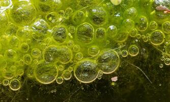 Freshwater algae Spirogyra release oxygen into the air, oxygen synthesis in water bodies photo