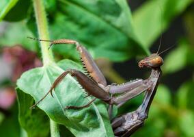 Hierodula transcaucasica - invasive species of mantis in Ukraine on a green leaf photo