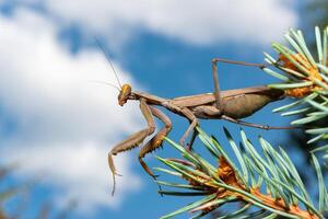 Hierodula transcaucasica - an invasive species of mantis in Ukraine on the needles photo