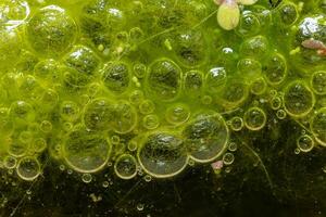 Freshwater algae Spirogyra release oxygen into the air, oxygen synthesis in water bodies photo