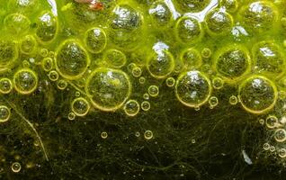 Freshwater algae Spirogyra release oxygen into the air, oxygen synthesis in water bodies photo