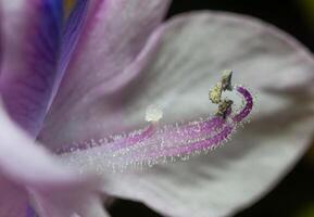 Water hyacinths Eichhornia azurea, stamens and pistil of a plant pointing upward for insect pollination photo