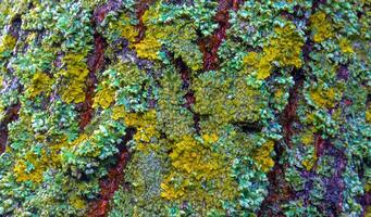 Lichens overgrown tree trunk, symbiosis of fungus and algae, indicator species photo