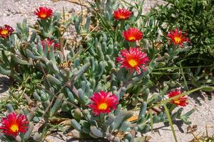 Malephora crocea - flowering succulent plants in open ground on the territory of a hotel in Hurghada photo