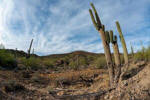 Landscape of a stone desert, photo of a cactus with a Fish Eye lens, Giant cactus Saguaro cactus Carnegiea gigantea, Arizona