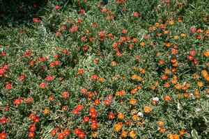 Malephora crocea - flowering succulent plants in open ground on the territory of a hotel in Hurghada photo