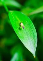 Ruscus hypophyllum - Close-up, small flower on a plant leaf, botanical garden photo