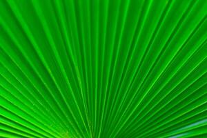 Striped texture of green palm leaf, natural background, botanical garden photo