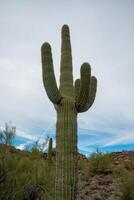 Giant cactus Saguaro cactus Carnegiea gigantea against the background of a cloudy sky, Arizona photo