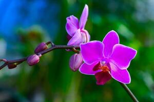 Blooming Phalaenopsis orchid in the collection of the botanical garden photo