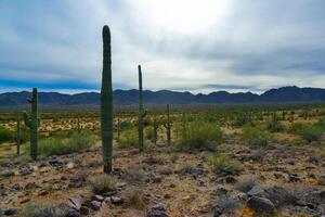 Giant cactus Saguaro cactus Carnegiea gigantea against the background of a cloudy sky photo