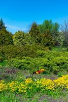 Flower bed with different types of plants against the background of coniferous trees in spring in a botanical garden photo