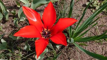 Close-up, Red tulips blooming in spring in the garden, botanical garden photo