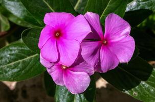 Catharanthus roseus flowers with green leaf. photo