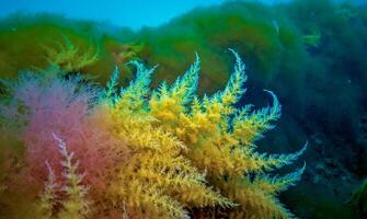 Black Sea, Hydroids Obelia, coelenterates, Macrophytes Red and Green algae photo