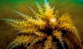 Black Sea, Hydroids Obelia, coelenterates, Macrophytes Red and Green algae photo