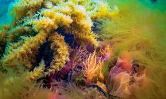 Black Sea, Hydroids Obelia, coelenterates, Macrophytes Red and Green algae photo