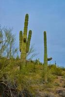 Giant cactus Saguaro cactus Carnegiea gigantea against the background of a cloudy sky photo