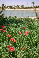 Malephora crocea - flowering succulent plants in open ground on the territory of a hotel in Hurghada photo
