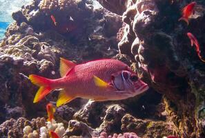 Sabre squirrelfish Sargocentron spiniferum, fish hiding in corals on a reef in the Red Sea photo