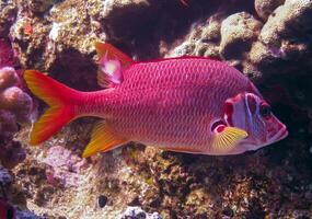 Sabre squirrelfish Sargocentron spiniferum, fish hiding in corals on a reef in the Red Sea photo