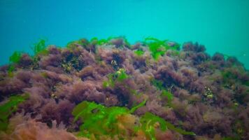 Underwater landscape, Black Sea. Green, red and brown algae on the seabed photo